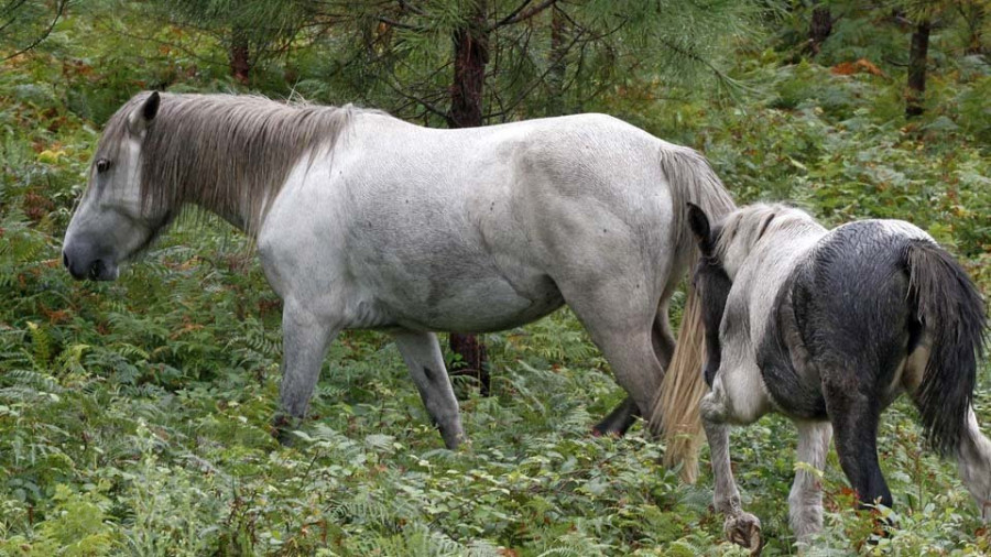 Los caballos sueltos destrozan cultivos en A Armenteira y ponen en riesgo la seguridad vial