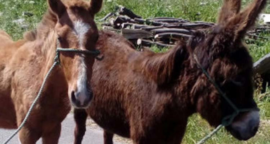 Detienen a dos individuos por el robo de dos yeguas, un potro y 50 cabras en Rianxo