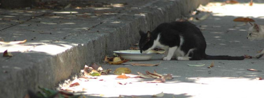 Cerca de 500 gatos viven en colonias callejeras en distintos puntos del municipio