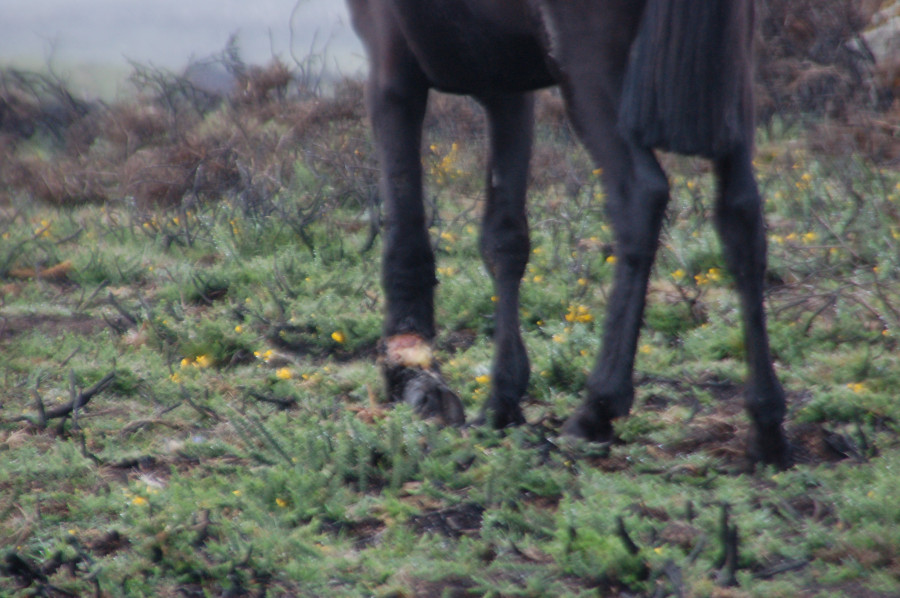 BOIRO - Identificado e imputado el dueño de un caballo por un delito de maltrato y abandono de animales