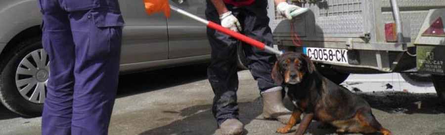 RIANXO-Vox Ánima y Moura inician el reparto de perros decomisados a una familia de Asados por diversas protectoras