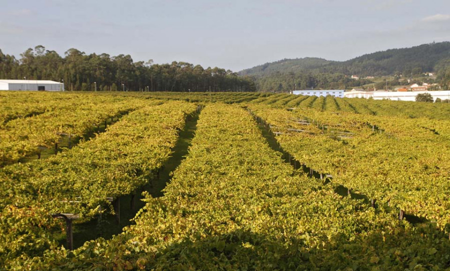 La DO Rías Baixas forma parte de un estudio sobre cambio climático y viña