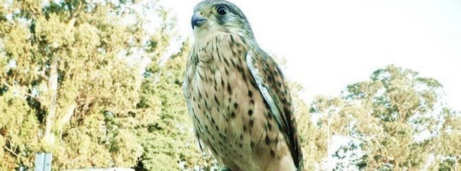 El águila que ahuyentaba a las gaviotas de A Toxa