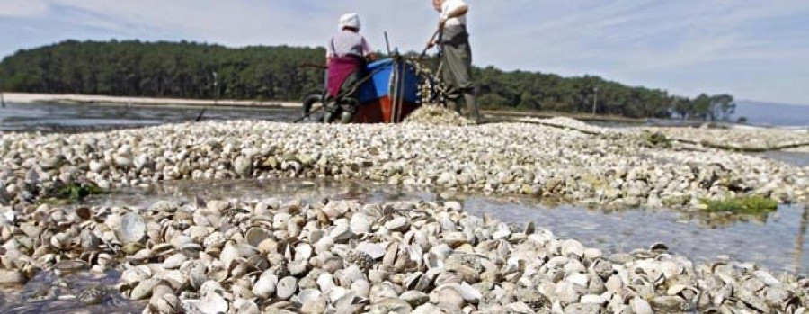 Retiran toneladas de berberecho muerto de los parques de cultivo de Carril