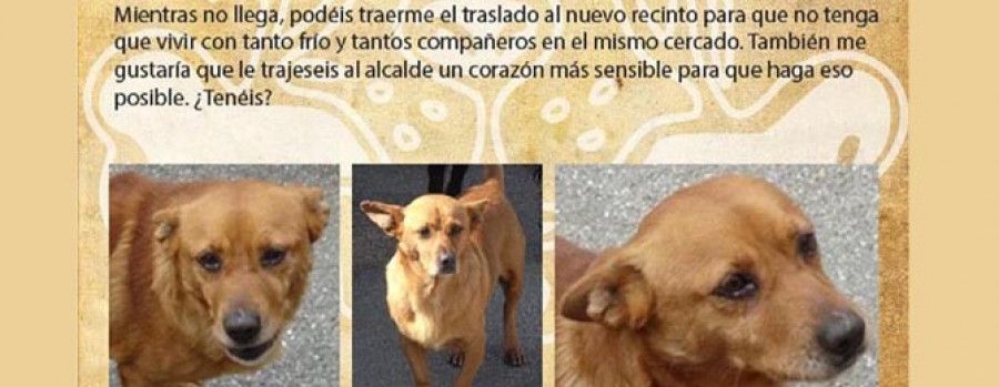 La Protectora pide a los Reyes Magos el traslado de los animales y un nuevo corazón para Fole