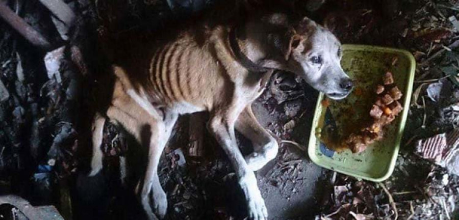 El Refugio denuncia por maltrato el hallazgo de un perro en severo estado de desnutrición