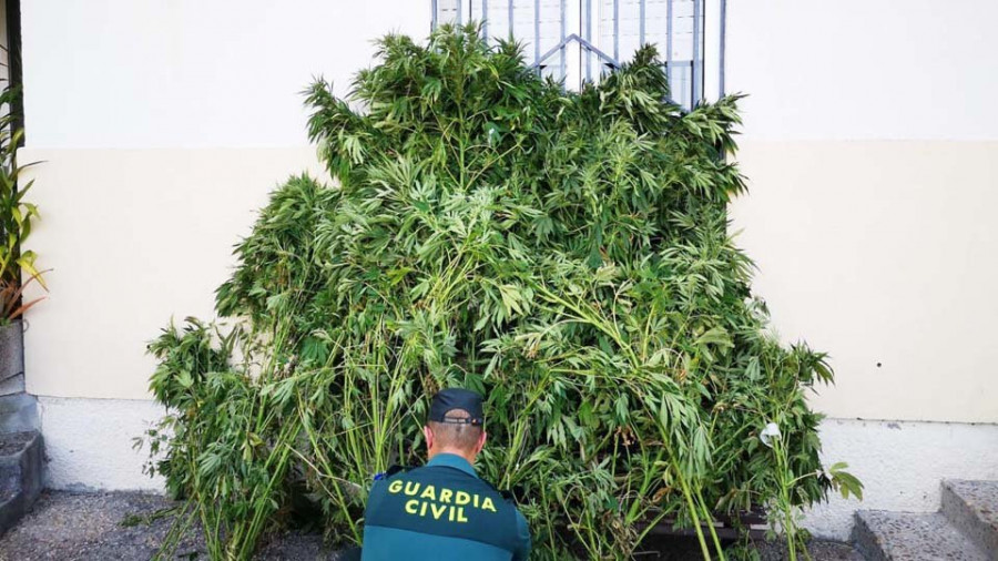 Intervienen una plantación de marihuana en Meloxo e investigan al dueño del terreno