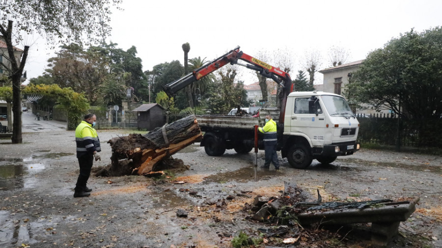 Otro chopo centenario se desploma en A Calzada y el Concello talará los inviables para evitar nuevos riesgos