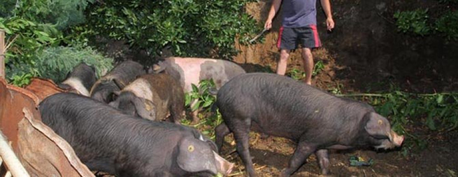 MEIS - La aparicion de ocho cerdos en una  finca moviliza un operativo municipal
