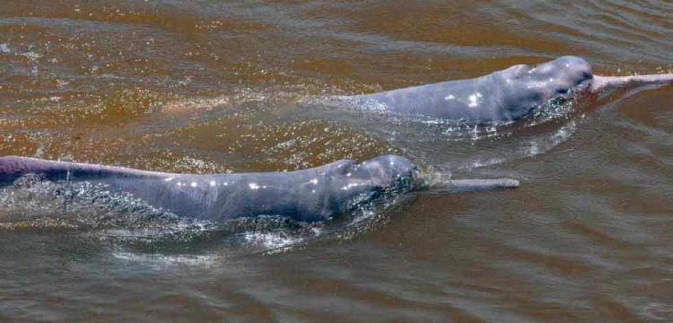 Satélites para conocer mejor a los delfines rosados de la Amazonia
