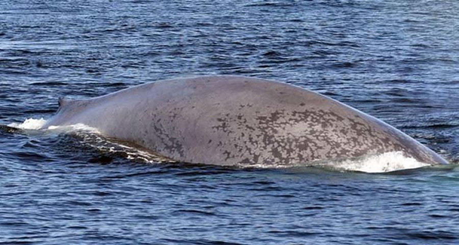 Un centro de investigación meco  avista una ballena azul a diez millas de la isla de Ons