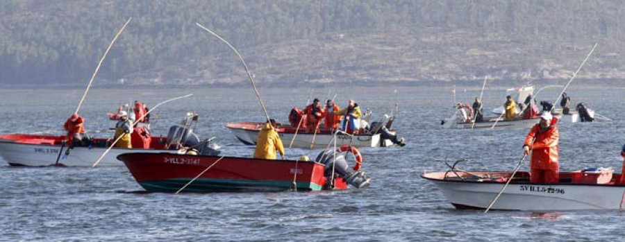 CAMBADOS- Un juez admite a trámite la denuncia de 24 rañeiros por la cuota de la semilla