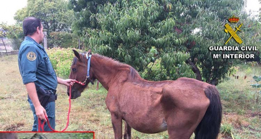 La Guardia Civil rescata una yegua en Meis e imputa a su dueño un delito de maltrato animal