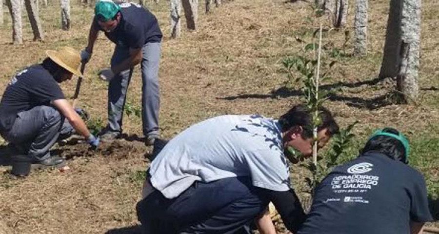 Vilanova recuperará el paseo de 
las camelias del pazo Vista Real