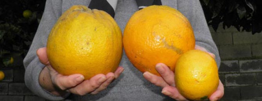 Una vecina se sorprende por el gran tamaño de las naranjas que cultiva