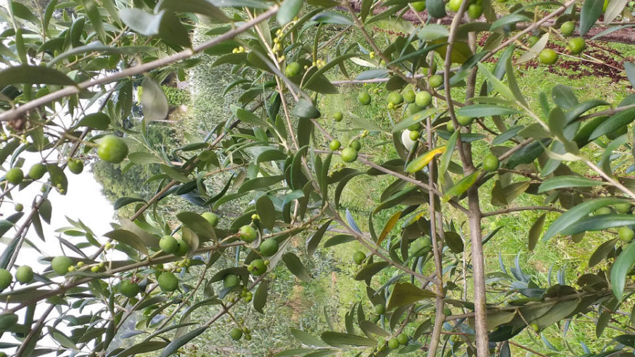 Un sanxenxino sacará al mercado 
el primer aceite de oliva de O Salnés