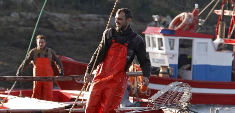 Los muestreos de los pósitos  detectan que en Arousa hay poco marisco de talla comercial