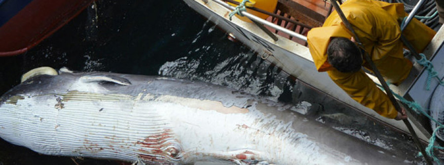 RIVEIRA - La cría de ballena que las corrientes arrastraron al puerto de Santa Uxía falleció hace tres días en mar abierto