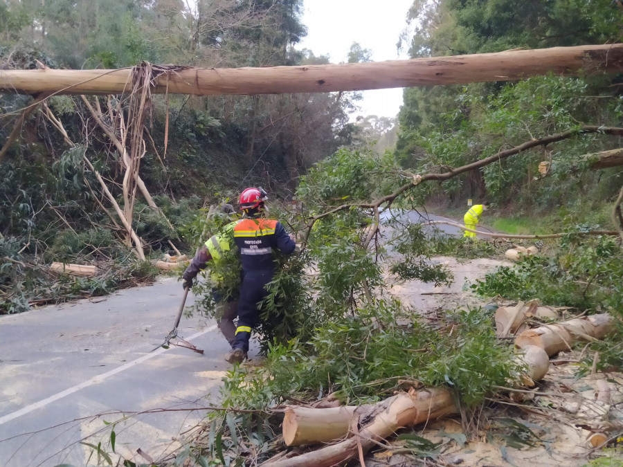 Cortada al tráfico la carretera de A Tomada a Moldes por la caída de media docena de árboles