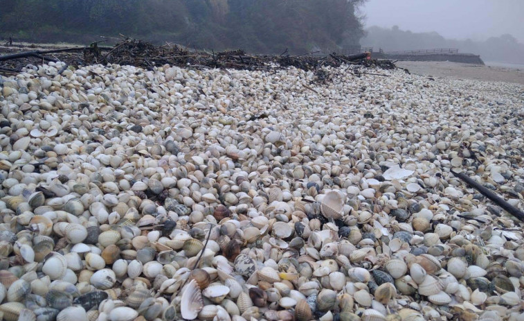 La baja salinidad obliga a cerrar al marisqueo Os Lombos do Ulla hasta nuevo aviso