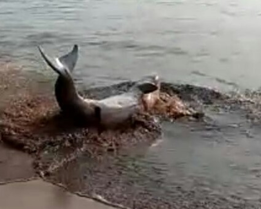 El cachalote varado el domingo en Coroso no volvió a las playas