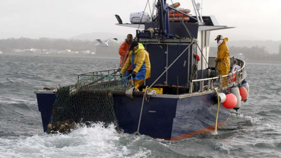 Cambados pone en el mercado la primera tonelada de vieira gallega de “gran calidad” y tamaño mediano