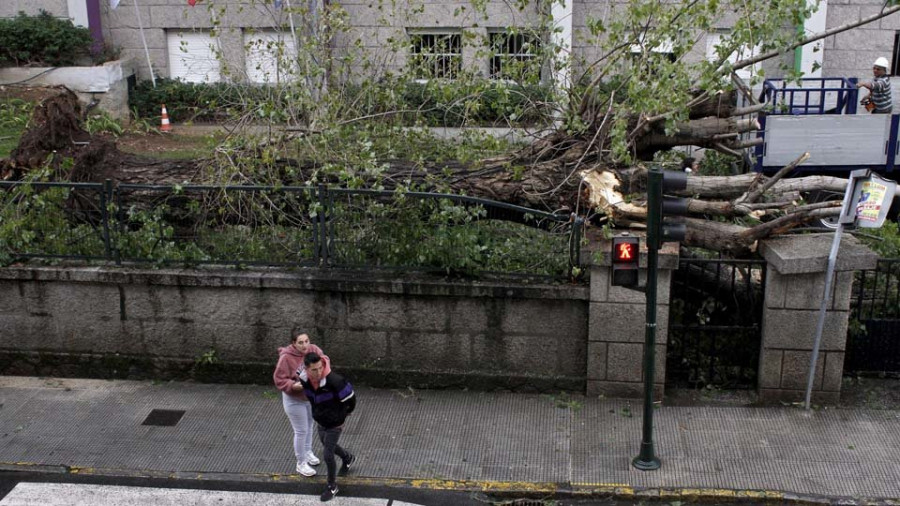 Un árbol de gran tamaño se desploma en el Castro Alobre y causa cuatro heridos leves
