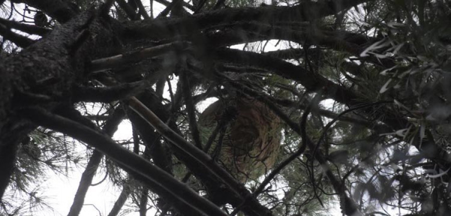 Vecinos de Triñáns y Mañóns reclaman la retirada de cuatro grandes nidos de velutinas