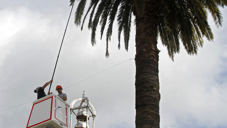 La tardía pero virulenta entrada del picudo en A Illa obliga a talar una docena de palmeras públicas