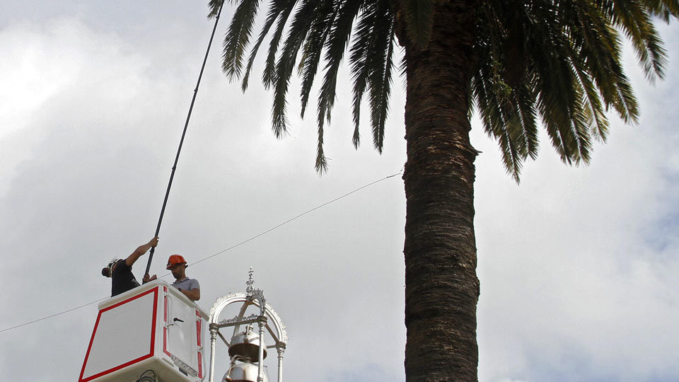 La tardía pero virulenta entrada del picudo en A Illa obliga a talar una docena de palmeras públicas