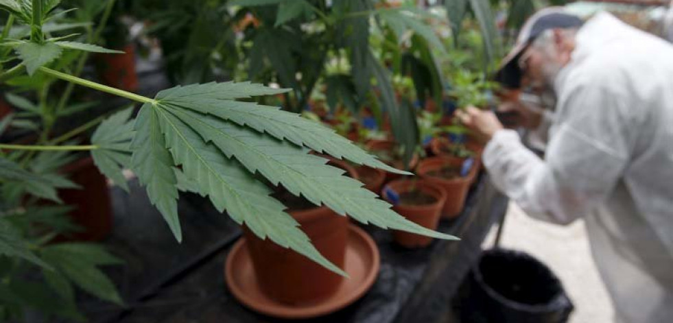 Fumar marihuana alivia más a los hombres que a las mujeres