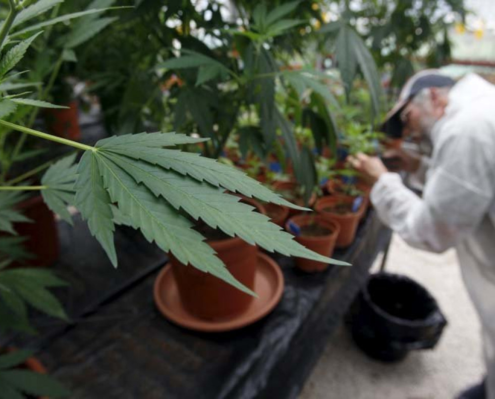 Fumar marihuana alivia más a los hombres que a las mujeres