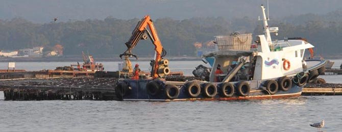 La toxina lipofílica cierra la entrada de la Ría de Arousa a la extracción de almeja