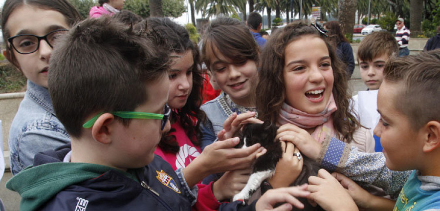 Cambados.- Los escolares cambadeses se ponen los lazos naranjas contra el maltrato animal