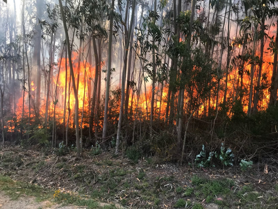Un incendio calcina 3.100 metros cuadrados de masa arbolada en el parque periurbano de San Roque