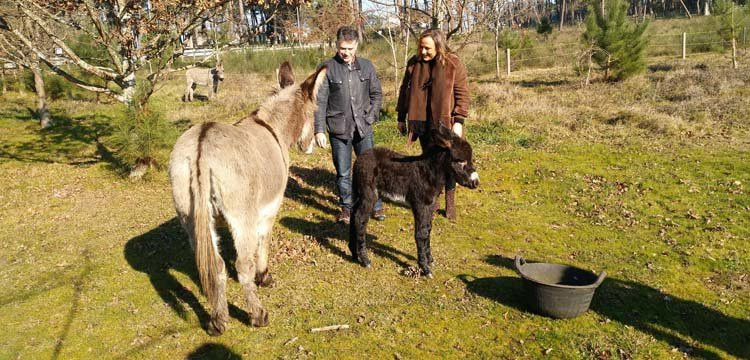 Nace Bazán, la primera burra de A Toxa