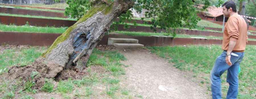 CALDAS de REIS - Rey achaca a la vejez de los ejemplares  la caída de un árbol  en la Carballeira