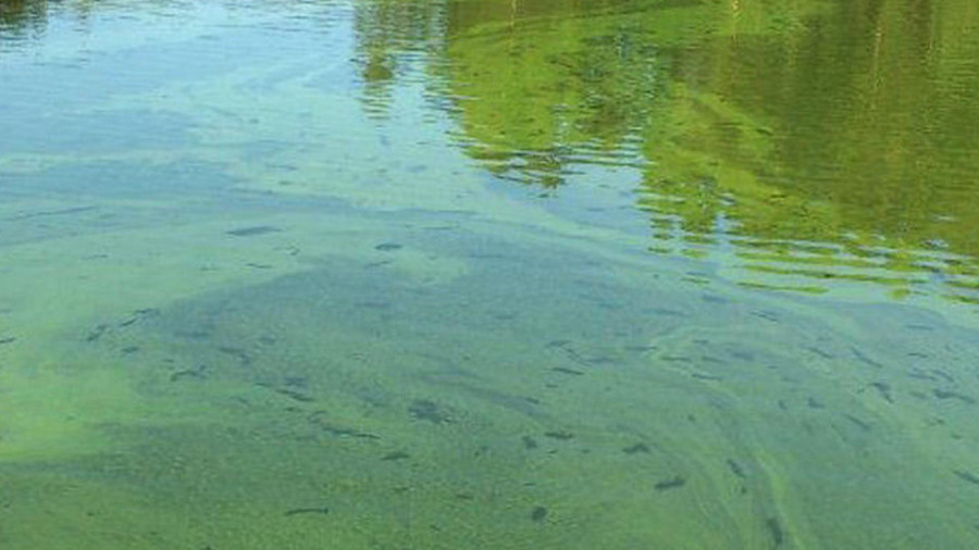 La Xunta activa el protocolo de control en el embalse ante la proliferación de cianobacterias