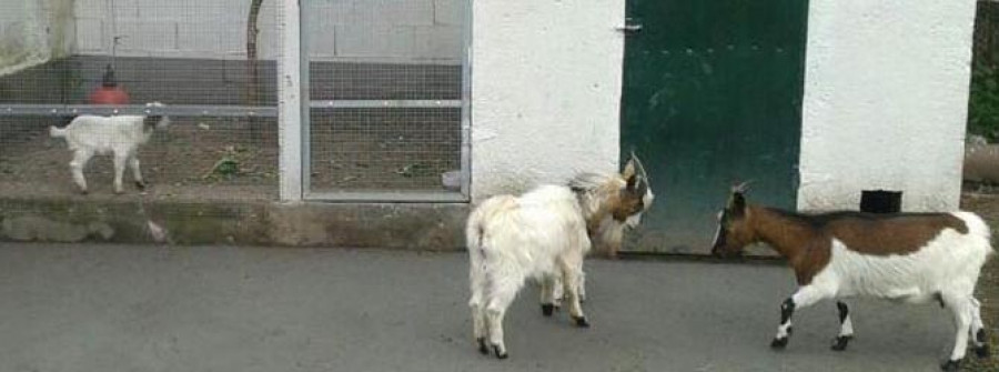 PONTECESURES-Roban de una finca urbana cinco cabras valoradas en 750 euros