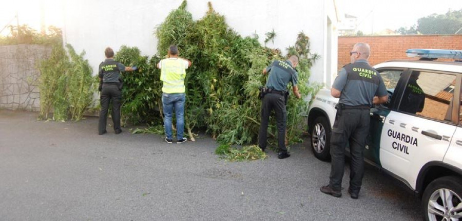 Detienen a dos hermanas de Catoira por cultivo de marihuana