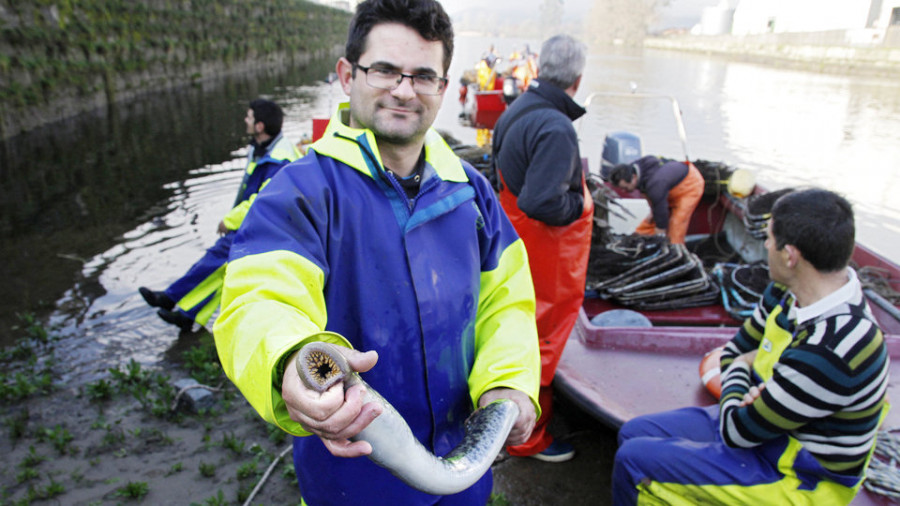 Buenas capturas y precios estables en la primera jornada de captura de la lamprea en el Ulla