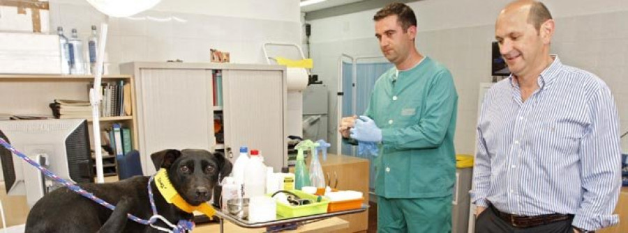 MEIS - La perrera propició 700 adopciones  en dos años y cobija a 500 animales