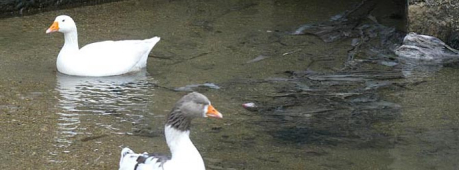 Salvan a un pato de morir asfixiado con una bolsa de plástico en O Con