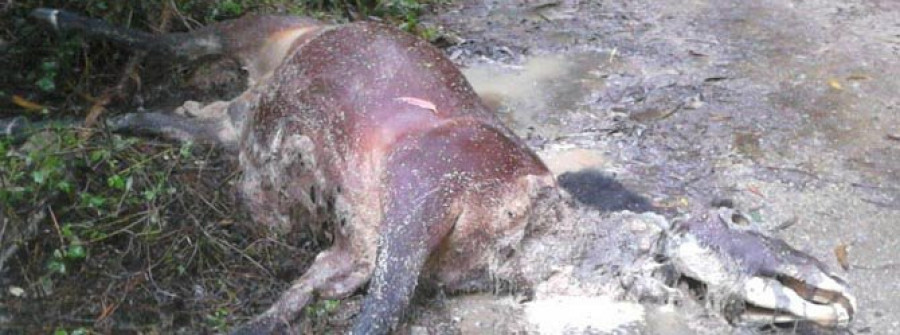 Un caballo muerto se descompone en una pista forestal de Gondar