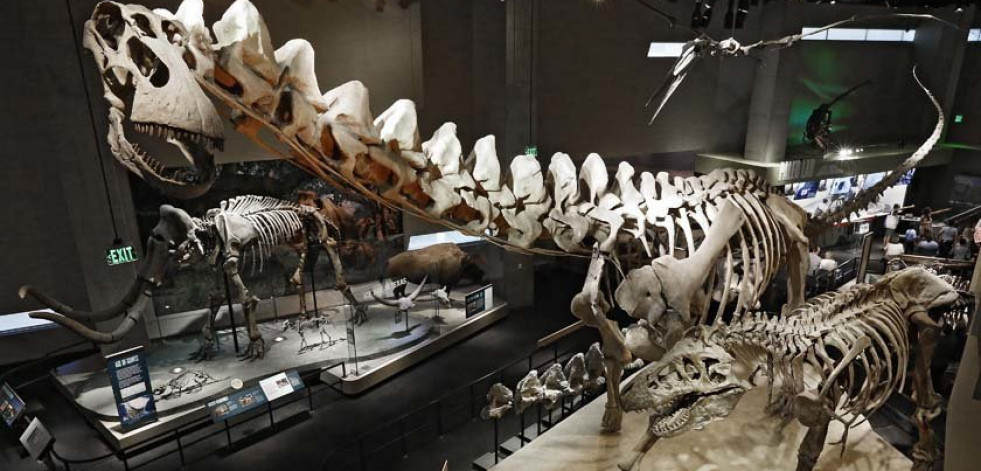 ¿Por qué se extinguieron    los dinosaurios?