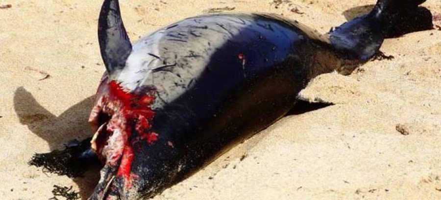 O GROVE-El mal tiempo deja un reguero de cetáceos muertos en playas de Sanxenxo y O Grove