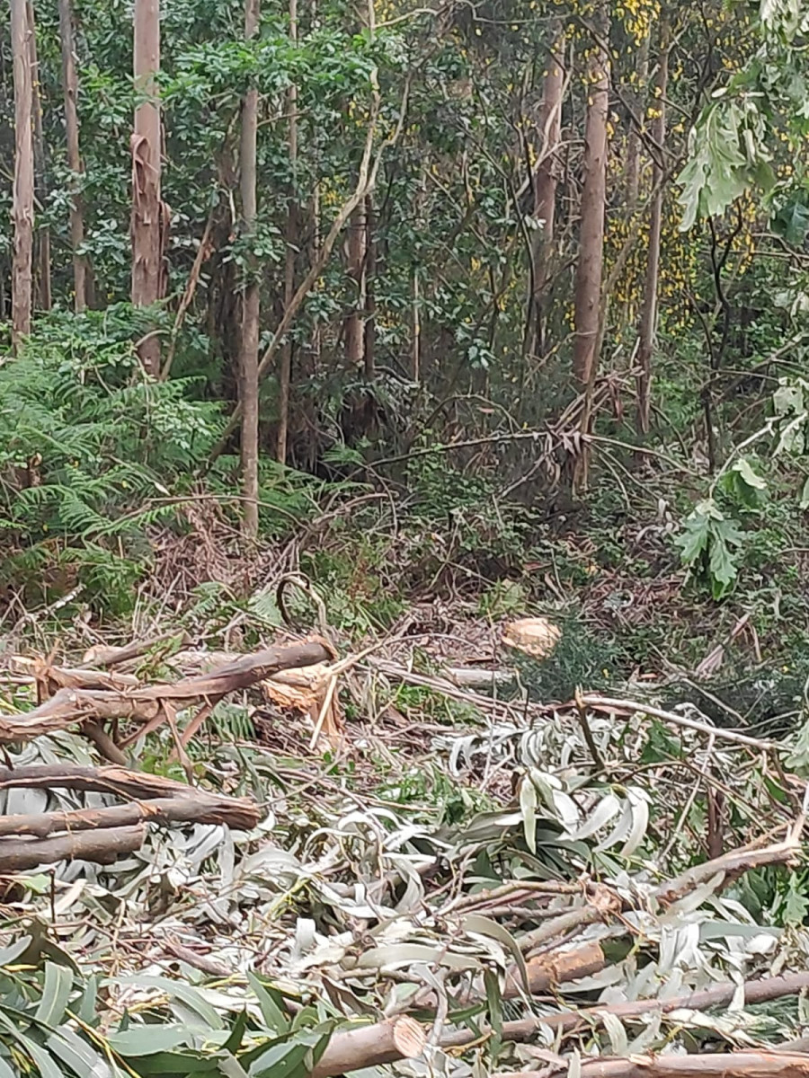 El Colectivo Ecoloxista denuncia frecuentes robos de madera en montes de O Salnés y alerta de sus "perigos"