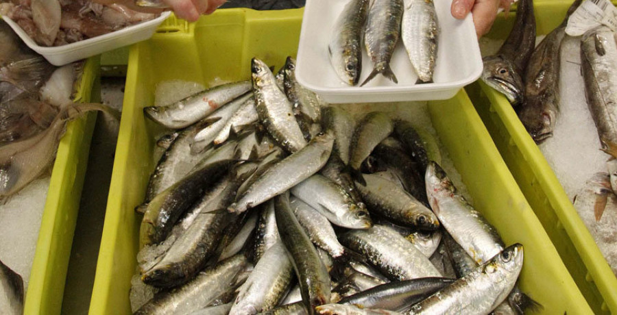 La sardina mantiene precios moderados en la víspera de 
la celebración del San Xoán
