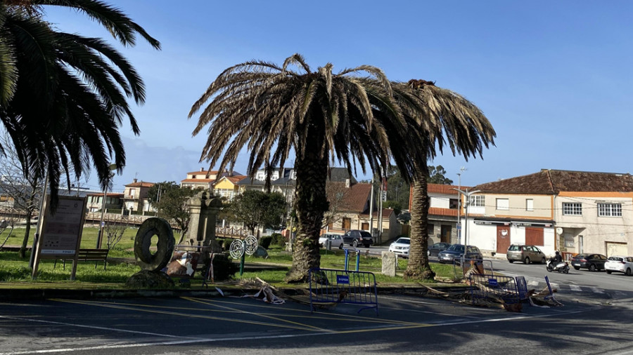 El PP pide al gobierno que retire las palmeras afectadas por picudo por seguridad e imagen