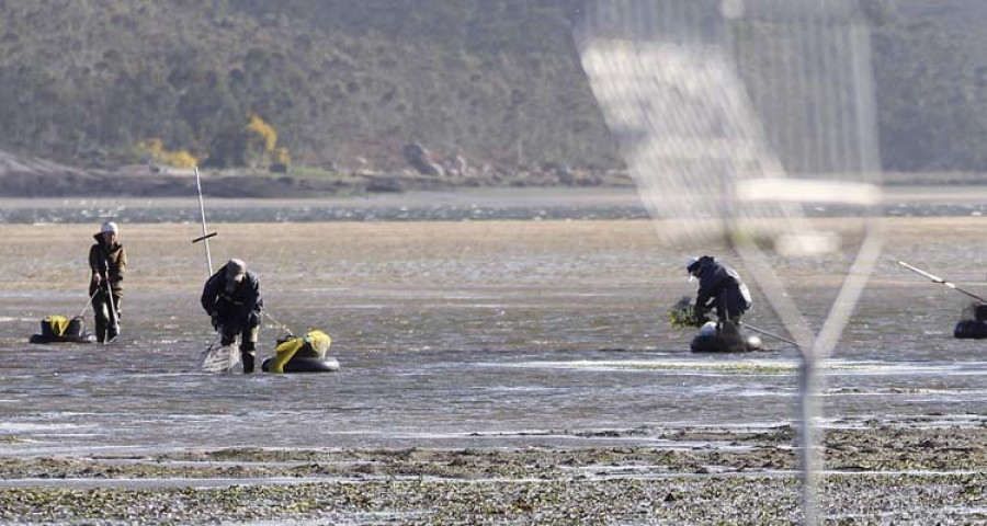 Mar plantea un plan específico para regular el libre marisqueo en Arousa